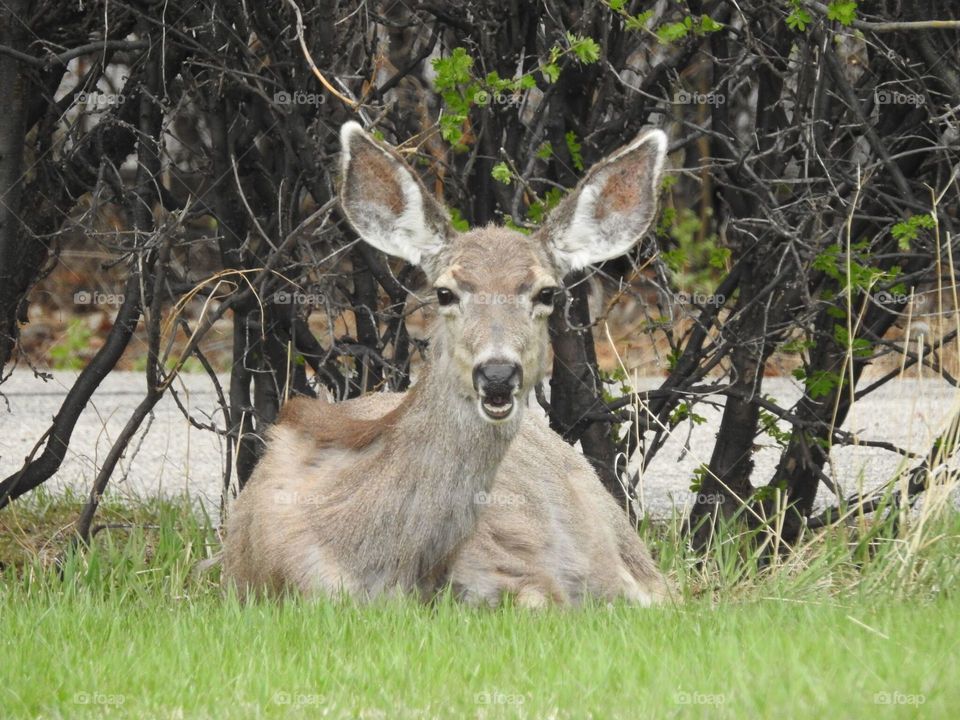 Deer resting in Yellowstone National Park. 