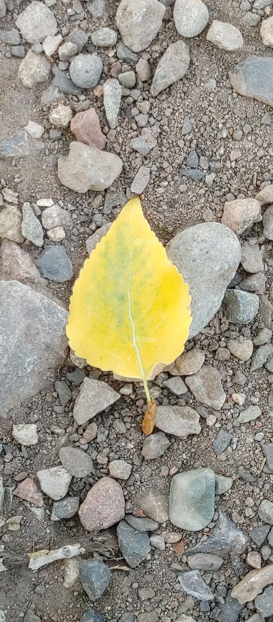 Yellow green leaf, fall begins