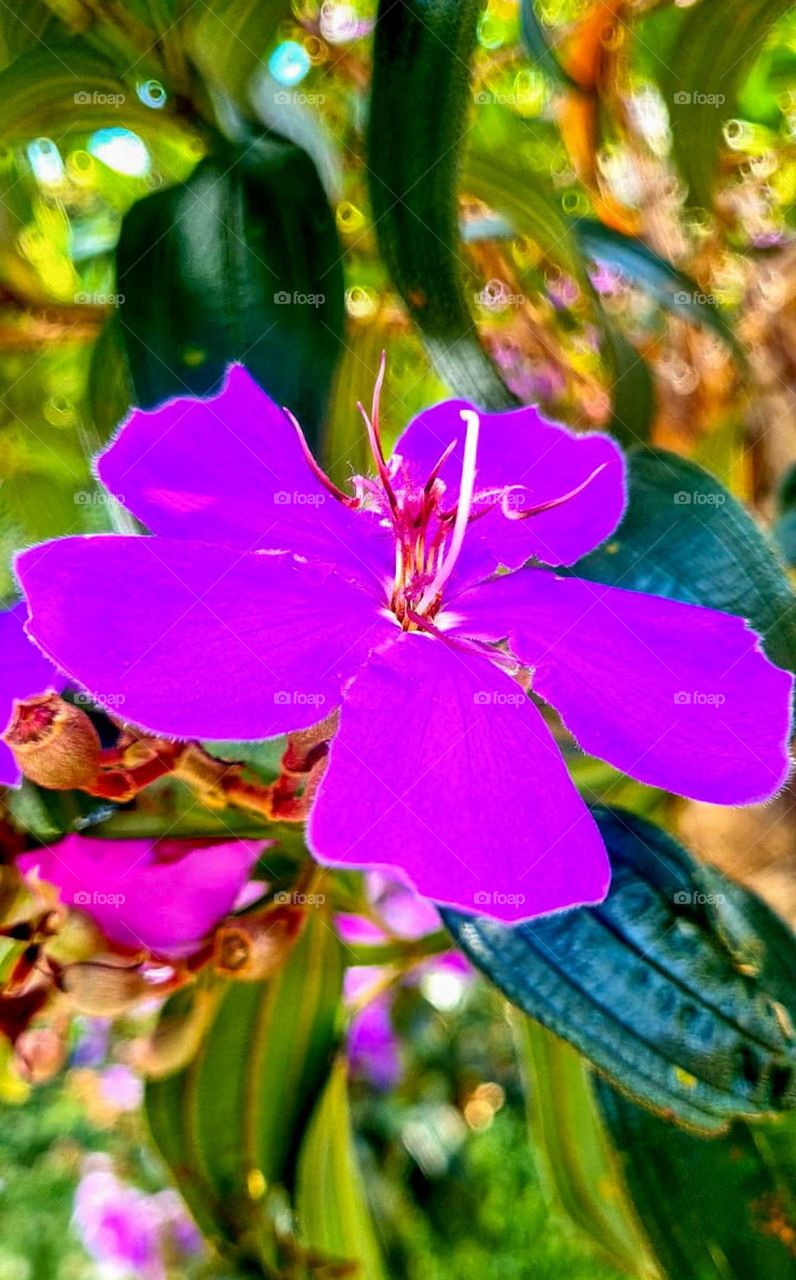 Flower of the tree "manacá-da-serra" (Tibouchina mutabilis) which is pioneer of the Brazilian Atlantic Forest. Other known names are: Cuipeúna, Jacatirão, Flor-de-may, Flor-de-quaresma, Pau-de-flor.