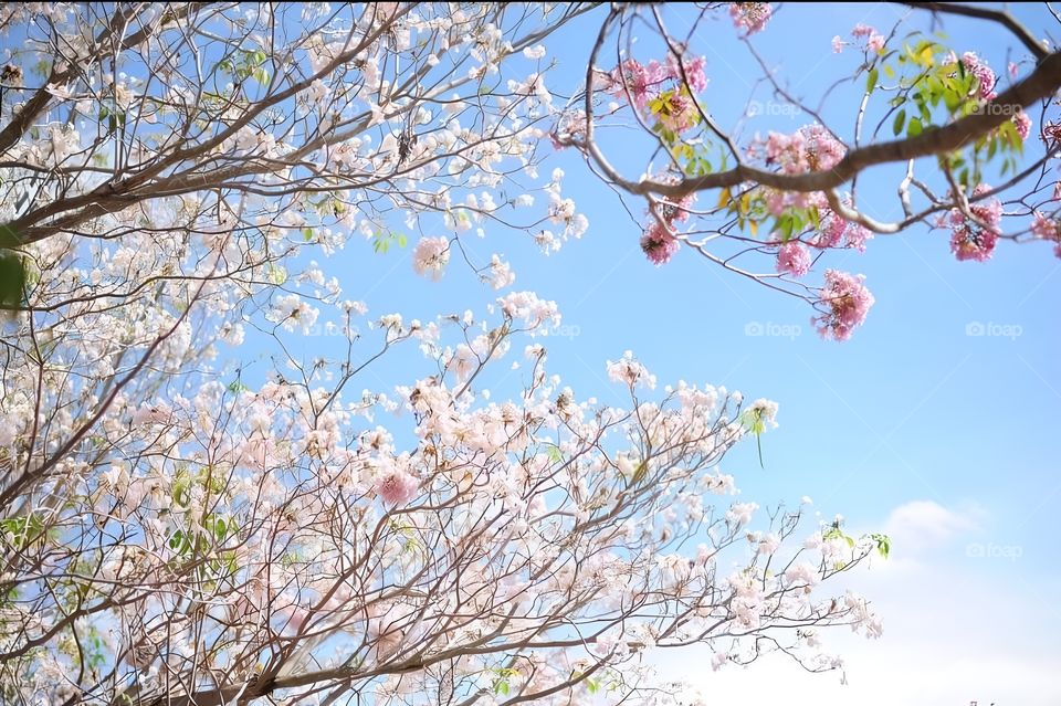 sakura tree view japan