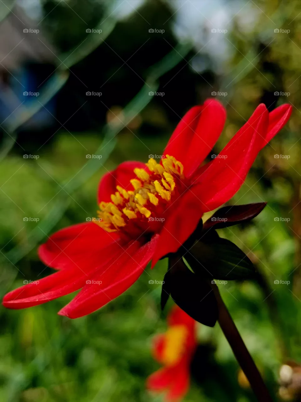 Red color