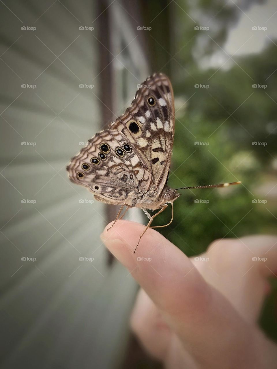 Butterfly on a finger