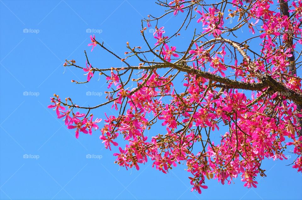 Cotton silk tree blossoms