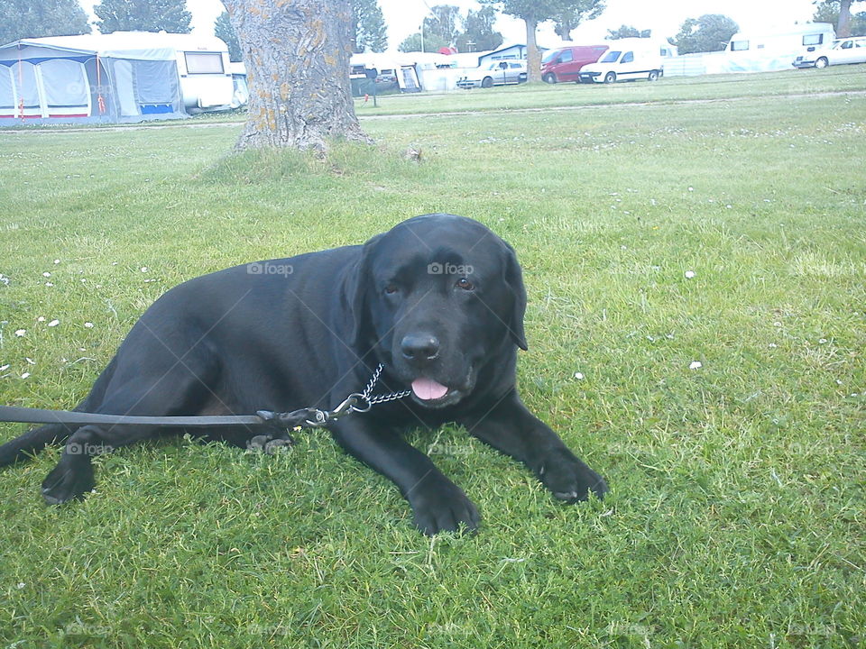 Hund. My dearly departed labrador, named Hamlet
2004/30/01-2015/07/30
Forever loved, forever missed