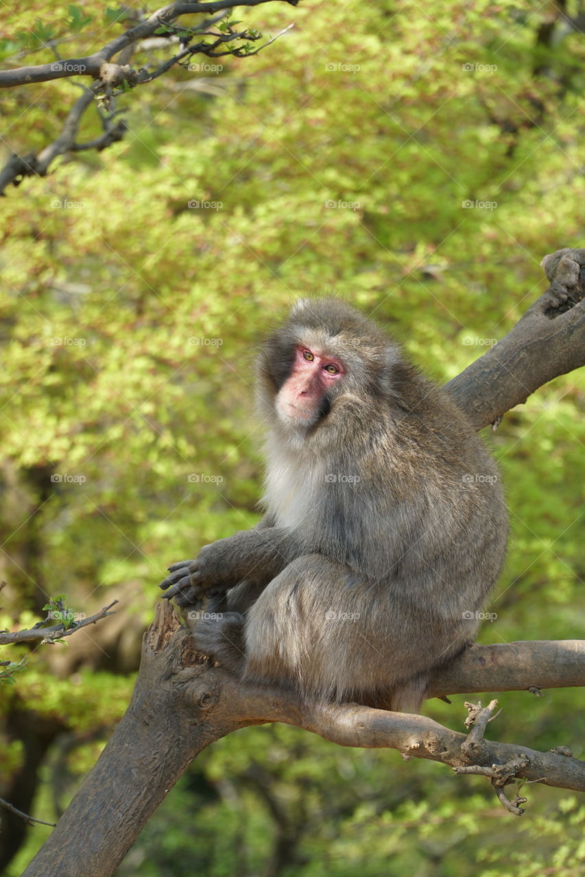 Iwatayama monkey park. Macaque.