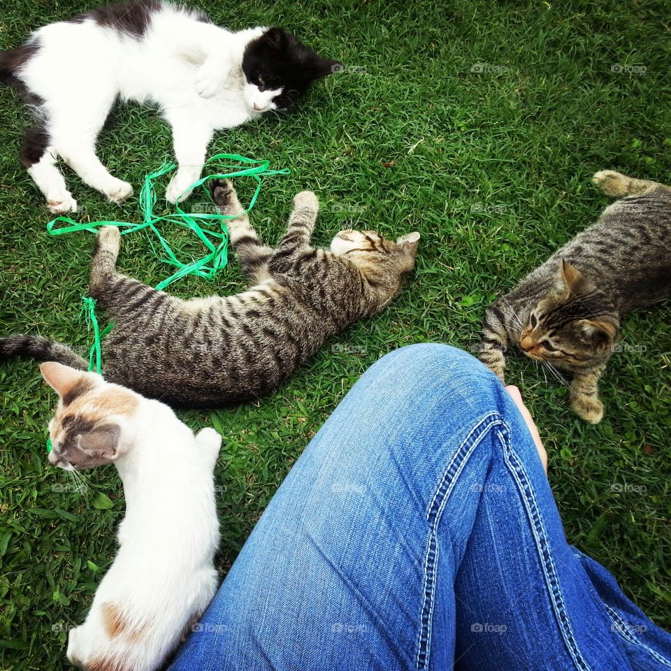 Parque Kennedy Kittens. Four of the many cats at Kennedy Park in Miraflores, Lima, Peru