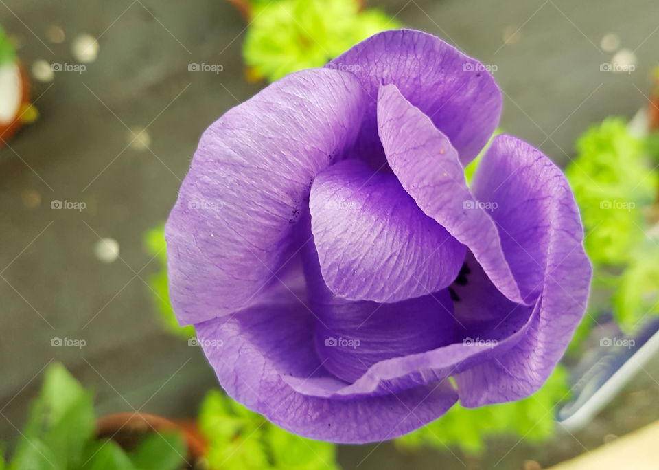 violet purple lilac flower close up.