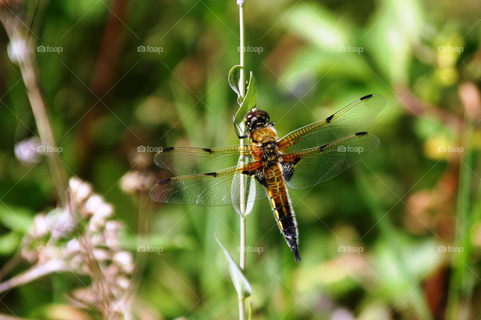 invertebrates insects närbild dragonfly by ka71
