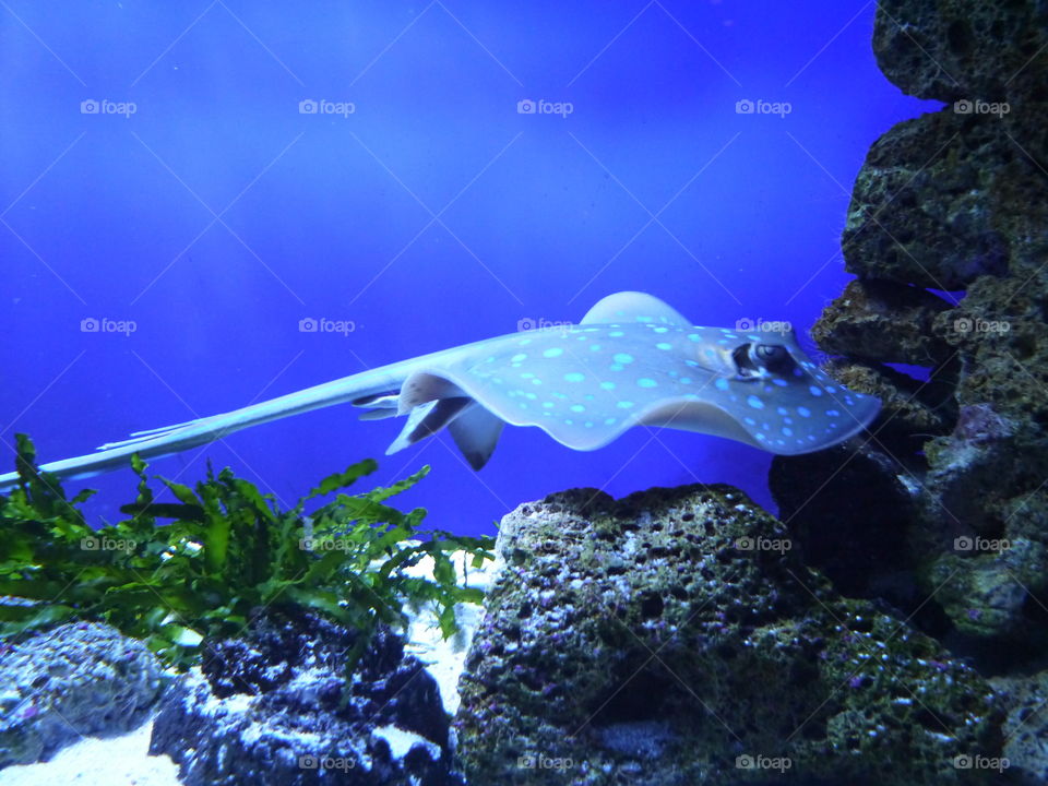 Close-up of stingray swimming in sea