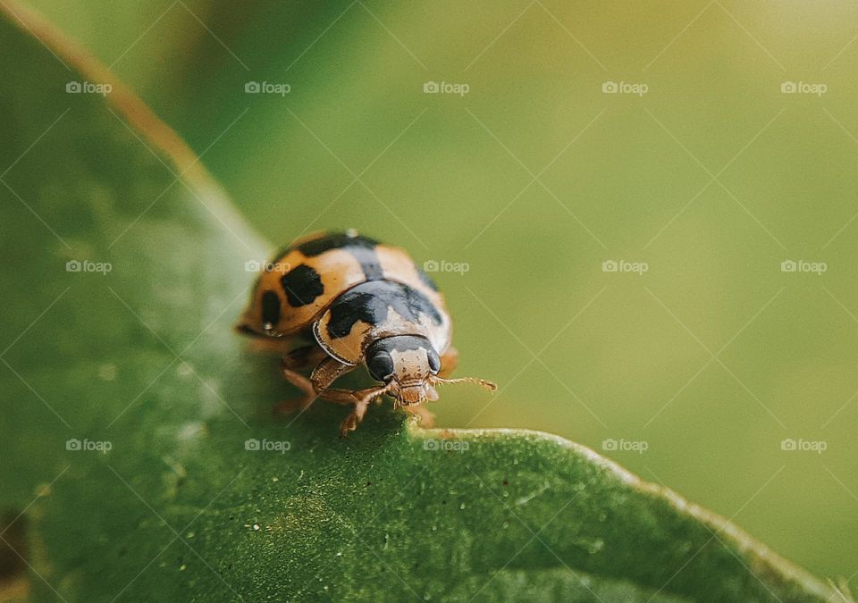 A yellow ladybug walks on a green leaf