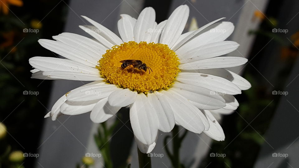 No Person, Nature, Flower, Flora, Garden