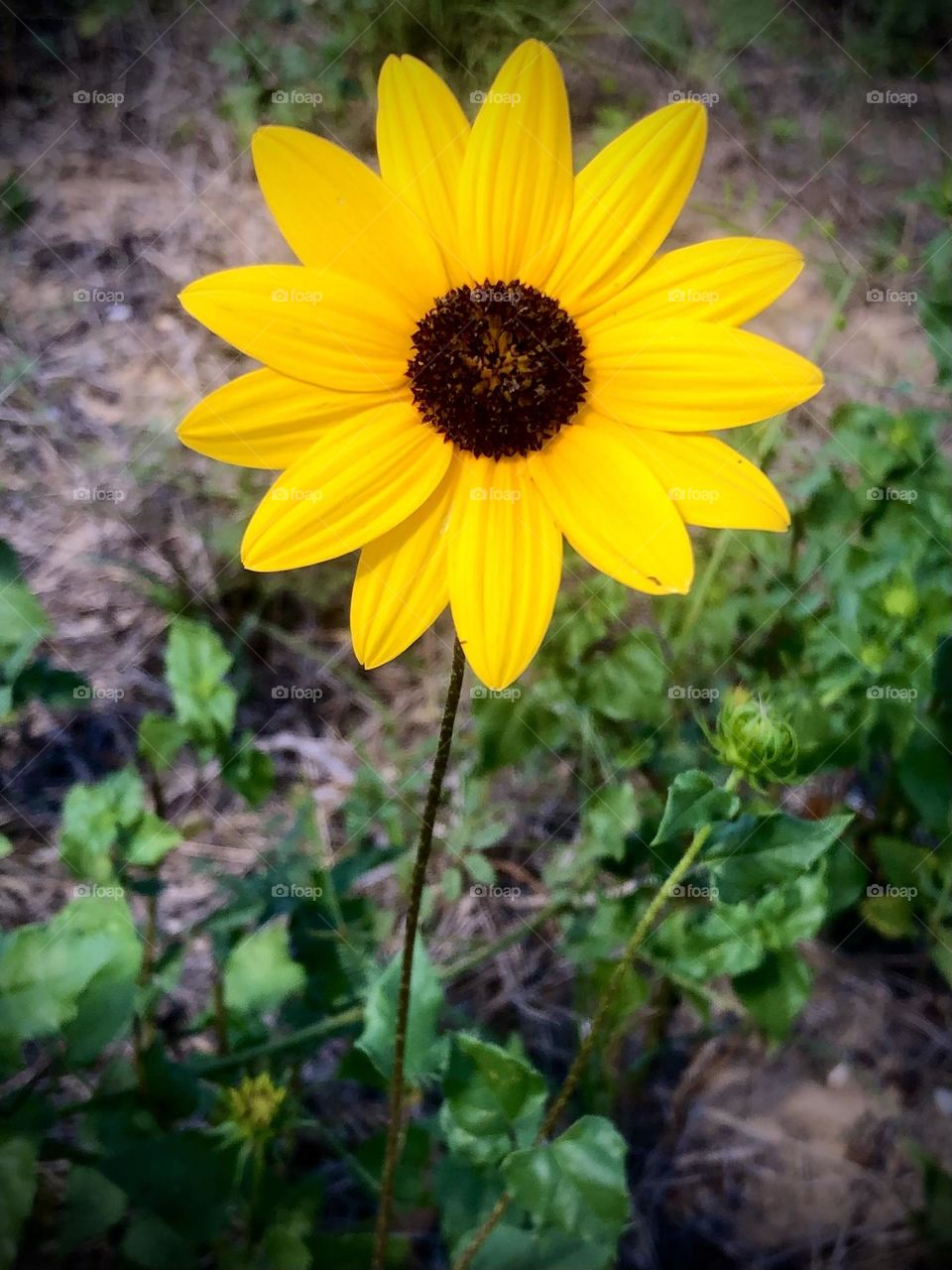 Beautiful wild yellow daisy growing along the highway- had to pull over and click! 🌼