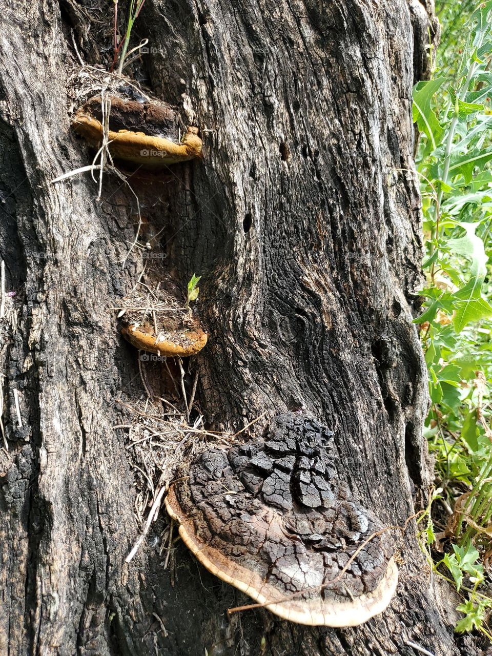 Three old mushrooms on a large dead tree trunk.