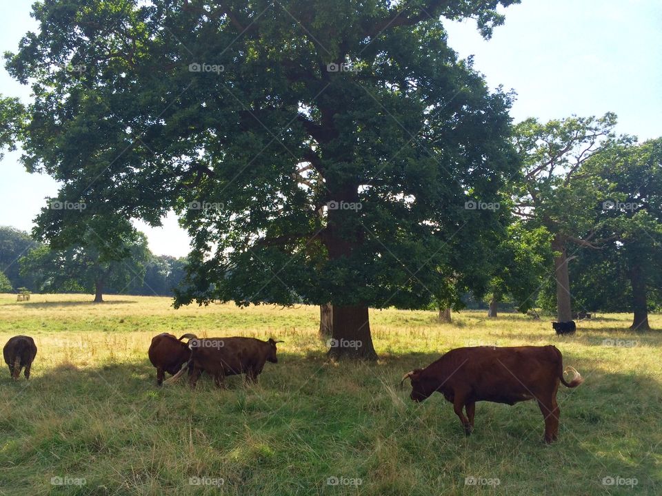 Cows enjoying a lazy summer afternoon.  Hatchlands, Surrey, England.  