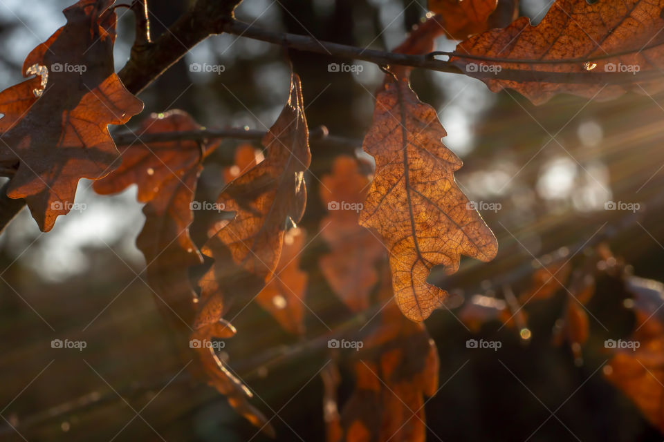 Shiny leaves