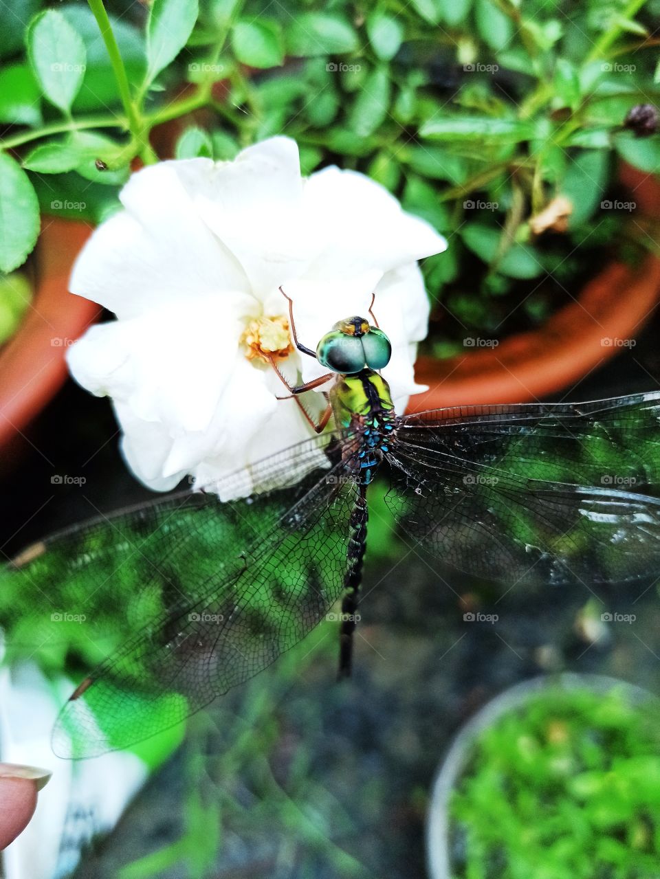 Dragonfly Mobile Capture