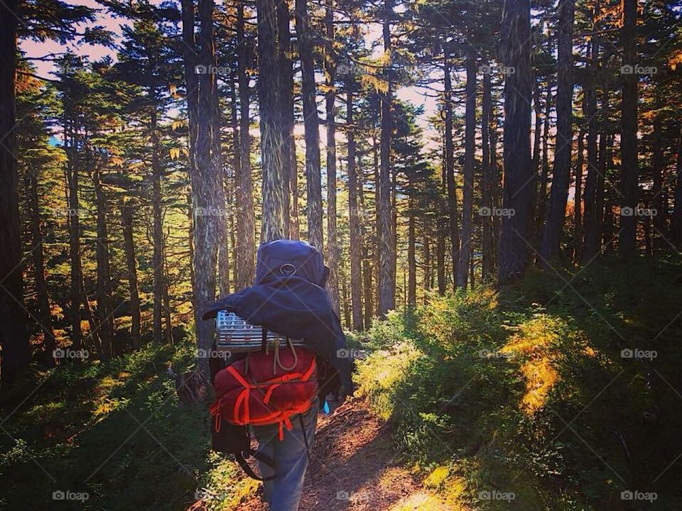 Man Hiking/Backpacking In Alaska