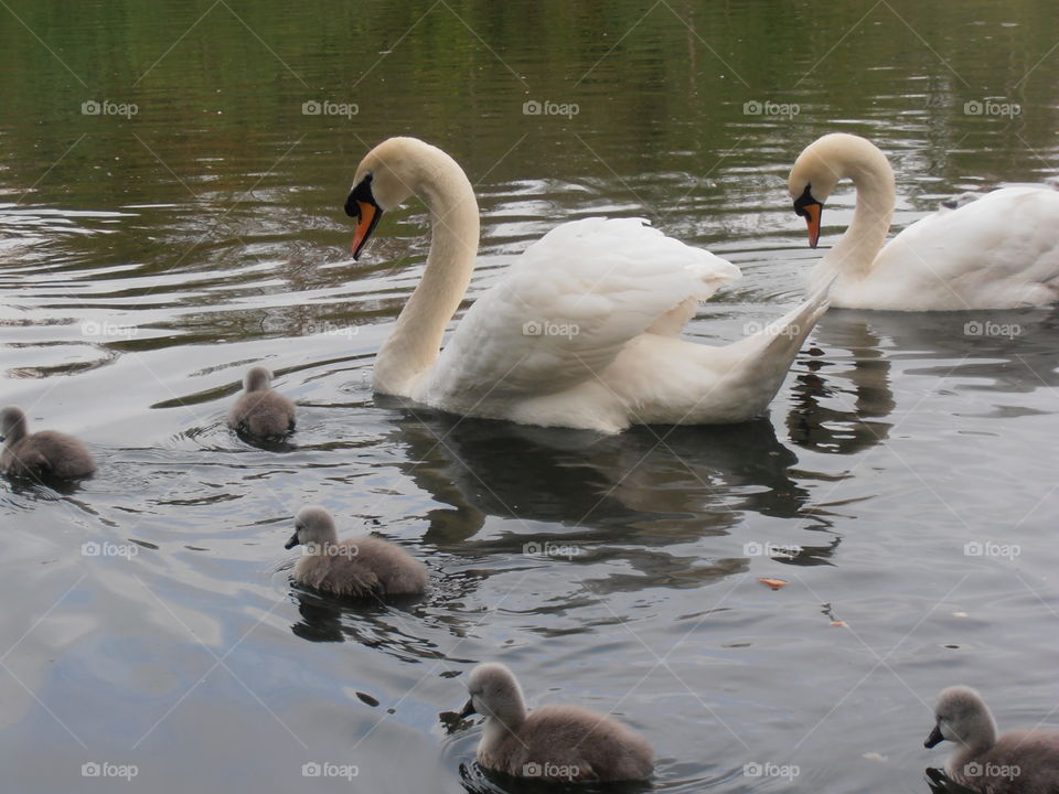 Swans With Young