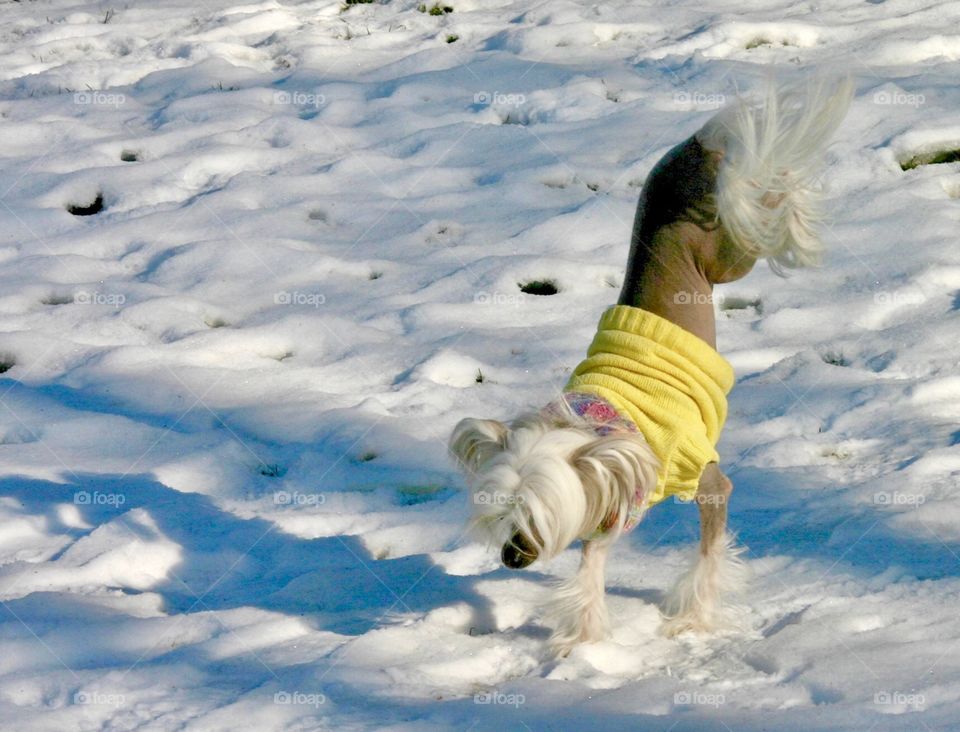 Dog walking on front feet in the snow