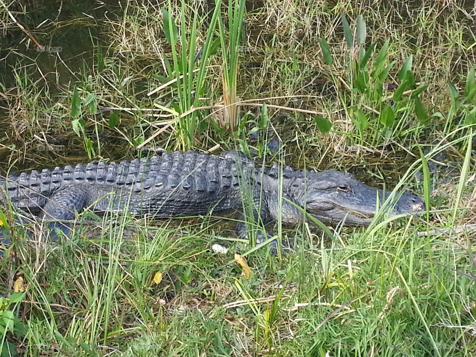 Resting alligator