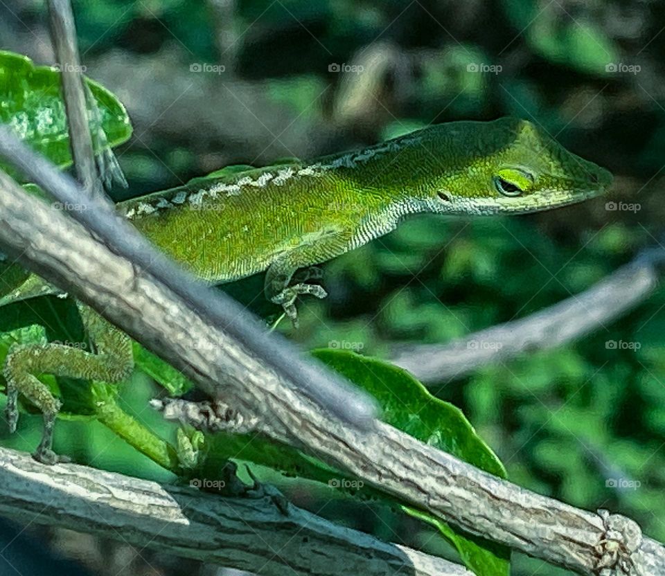 Lizard 