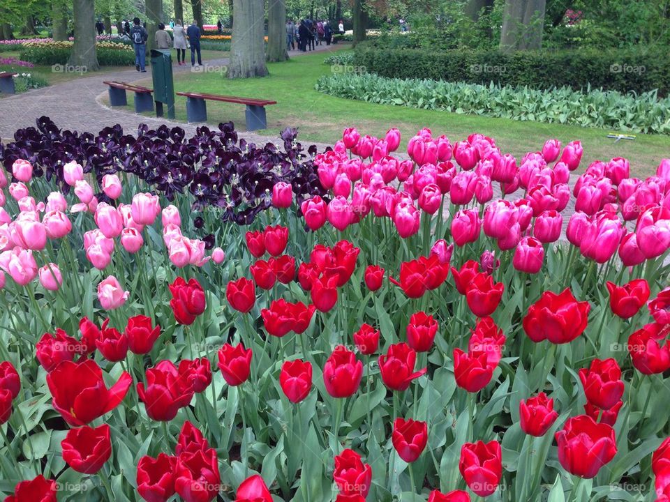 The tulip/ flower gardens in Keukenhof , the Netherlands (holland)