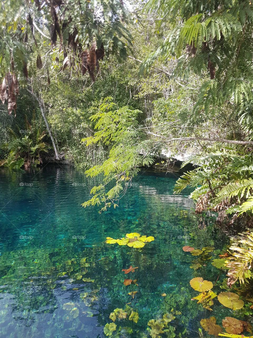 cenote waters