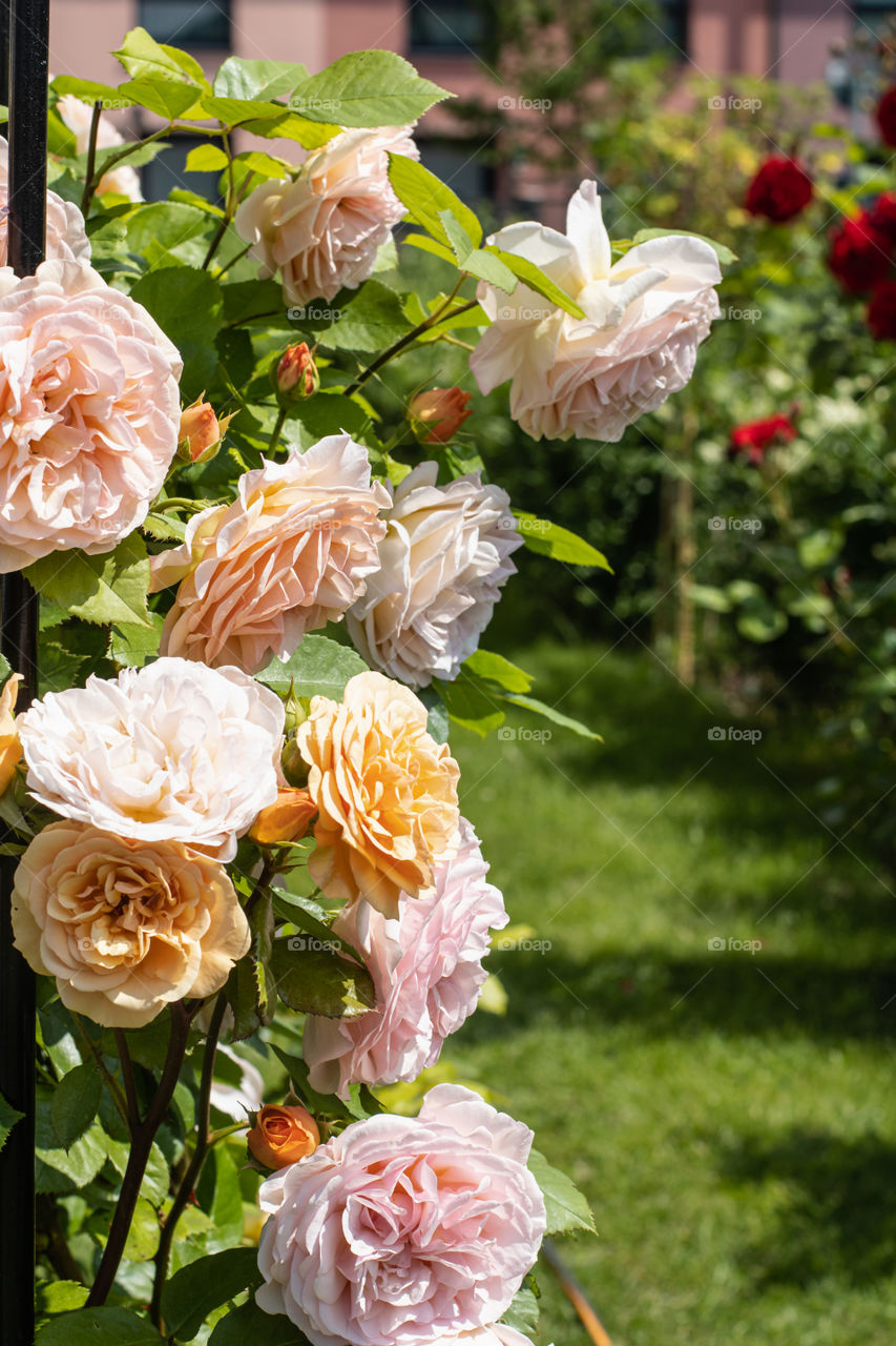 Roses in garden