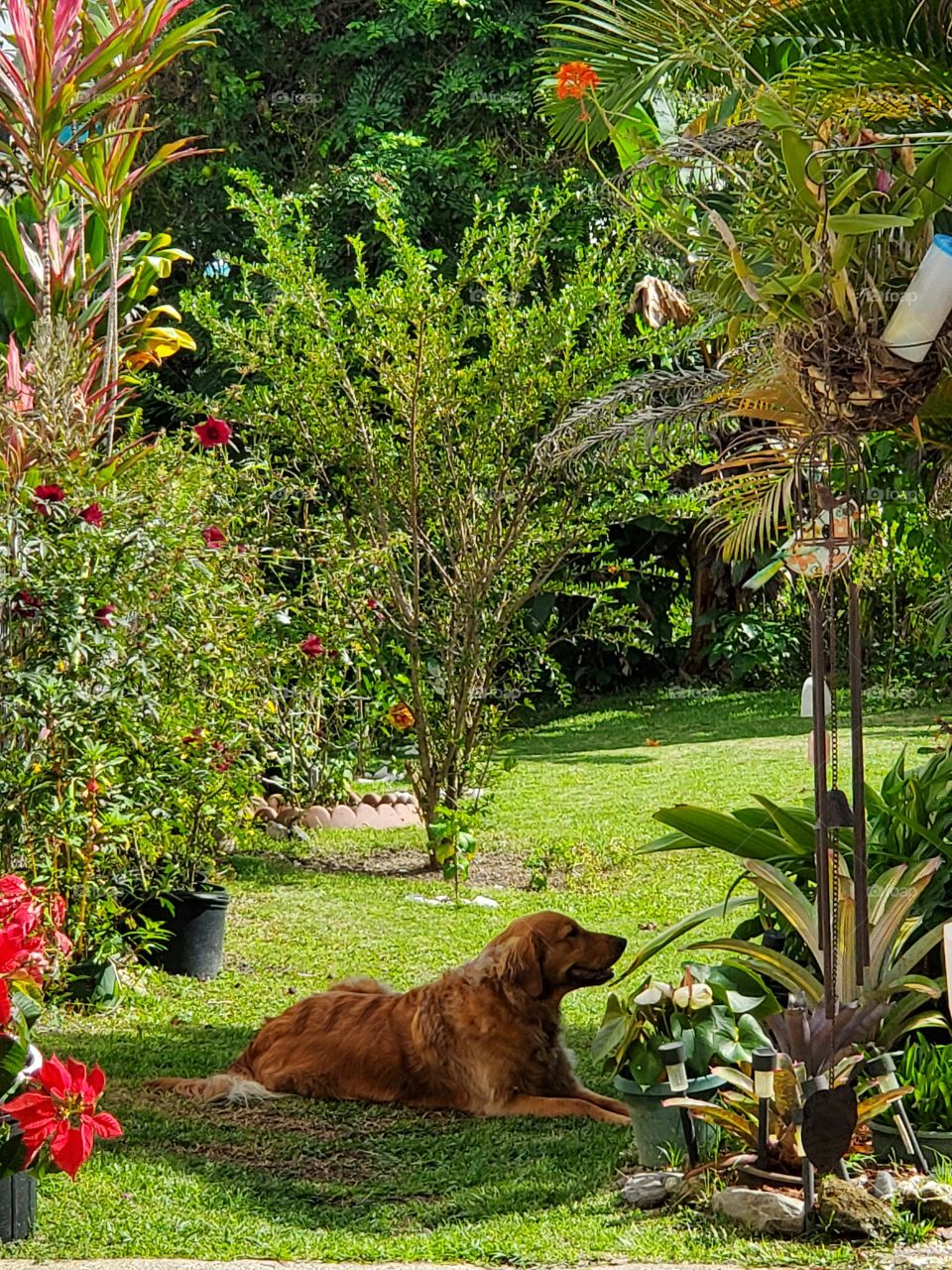 my cute golden retriever