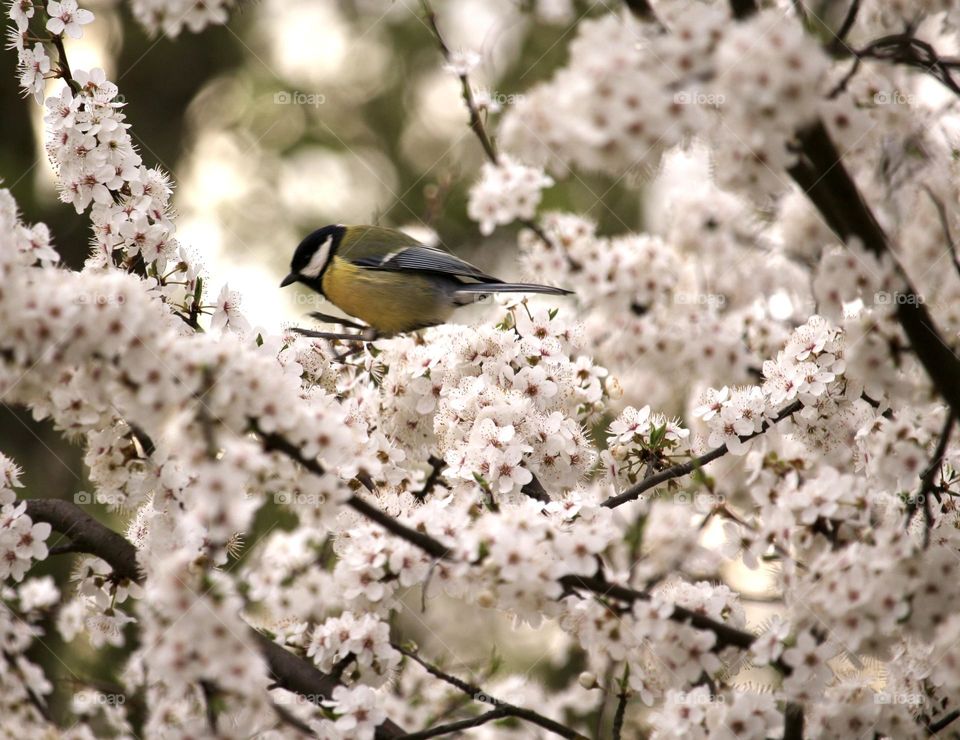 tit in cherry blossoms