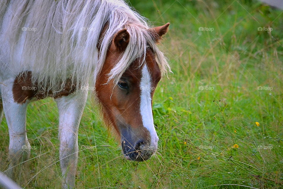 Cute pinto pony