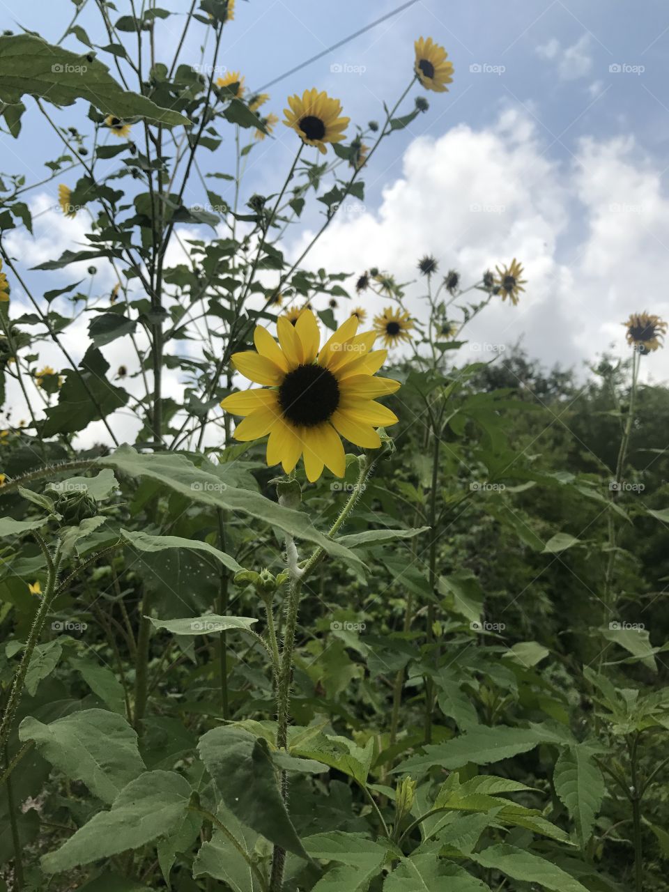 Sun flower