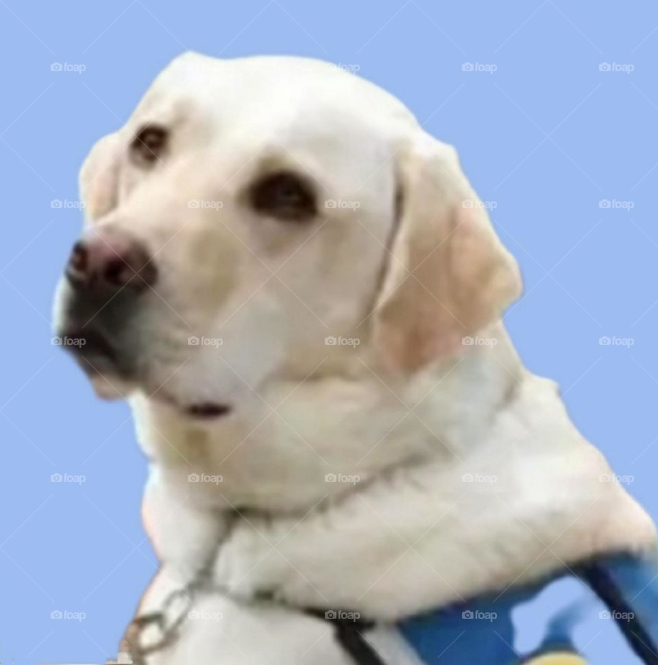 my most beautiful and cute dog.