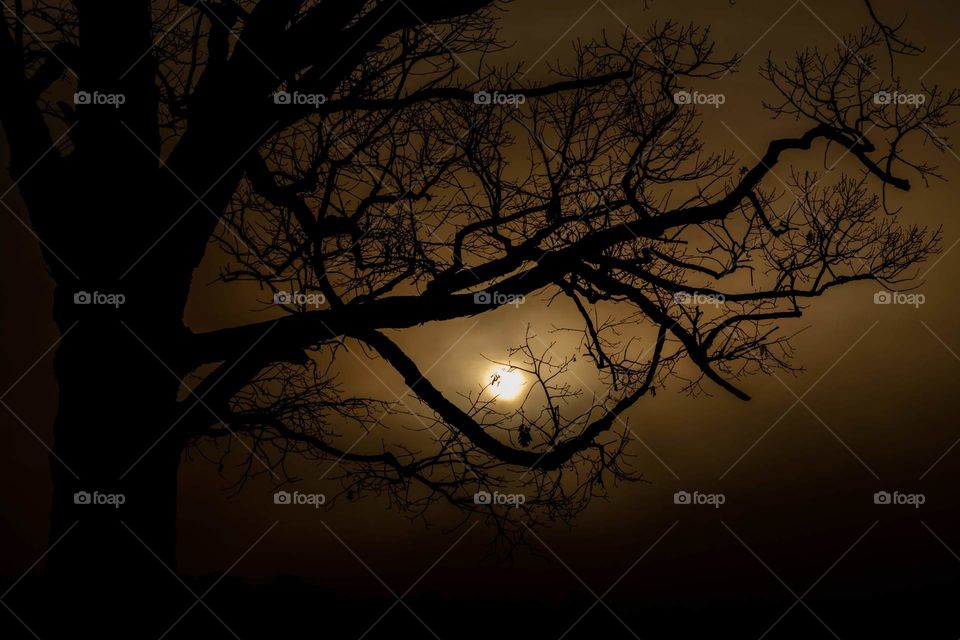 Early morning sun behind the silhouette of a barren oak and a thick layer of dense fog. Raleigh, North Carolina. 