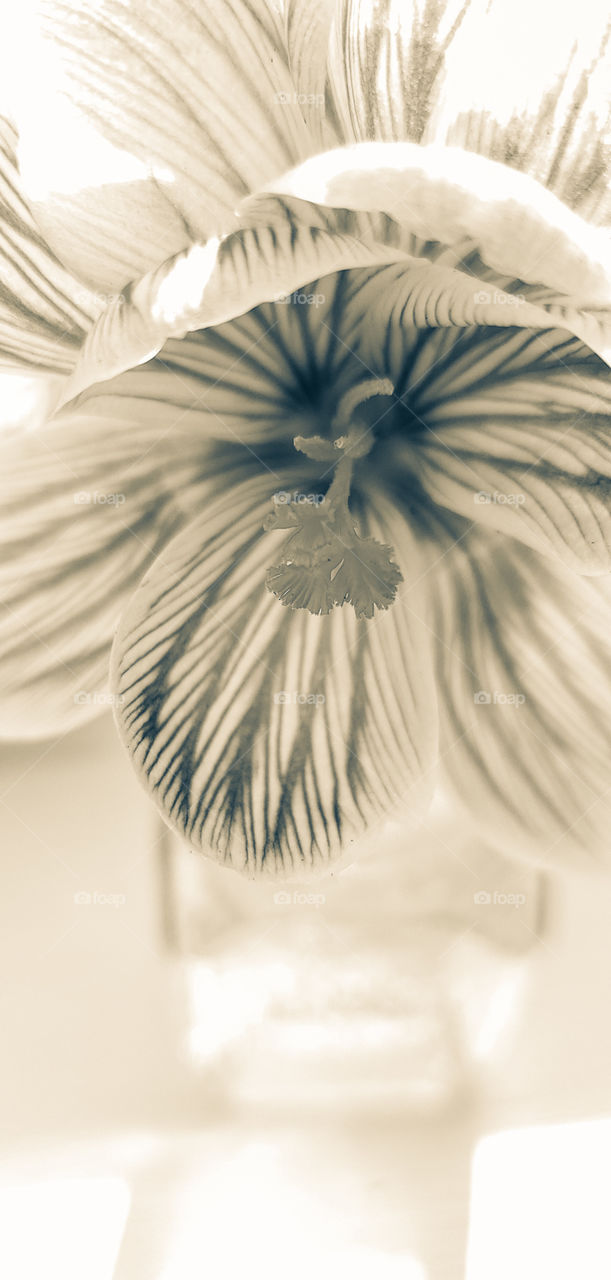 A Crocus in bloom, captured in sepia tone.
