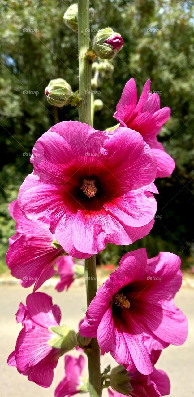 Alcea setosa