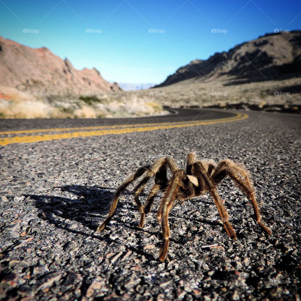 The Tarantula is an amazing creature. This one is a male on the hunt for a female.  