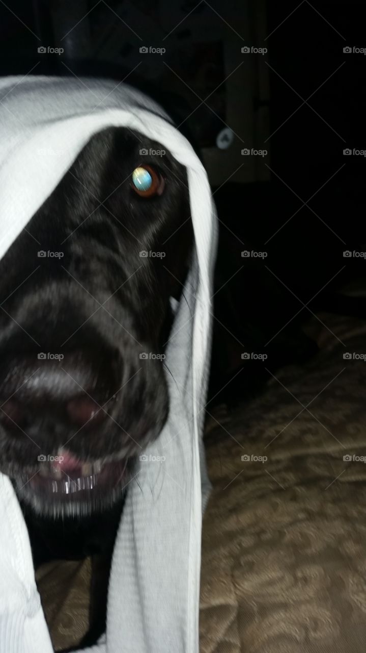 Black Lab playing a ghost for this Halloween season