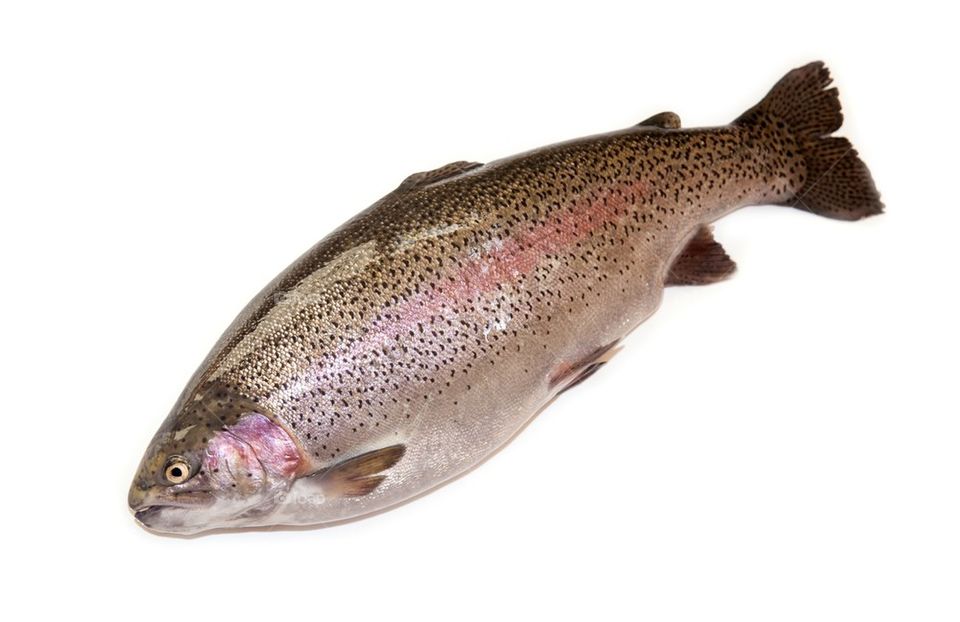 Rainbow trout fish