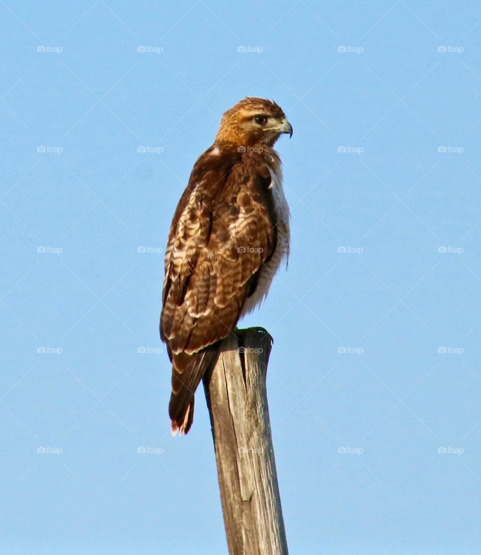 Hawk Sitting on Post