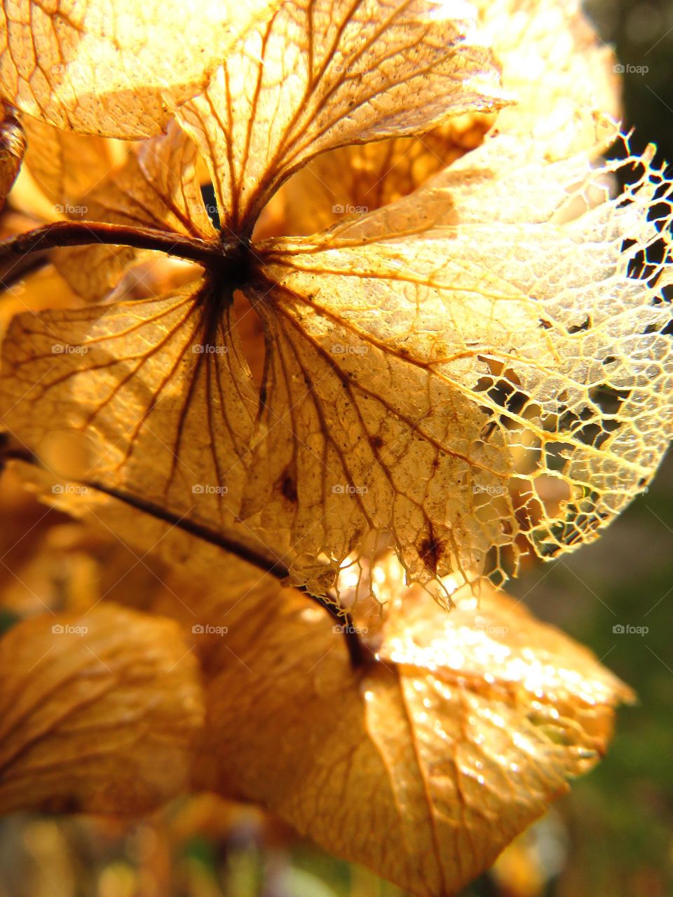 hydrangea dry leaf