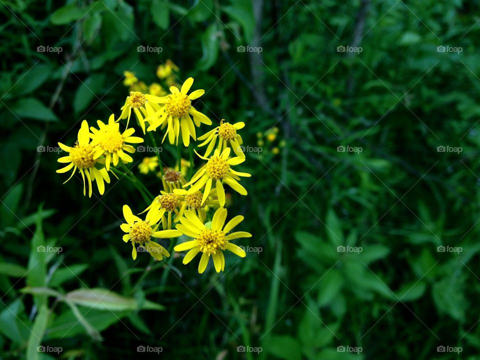 Nature, Flower, Summer, No Person, Flora