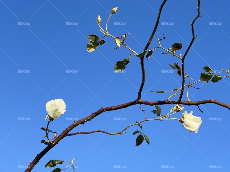 Flower, branch, sky