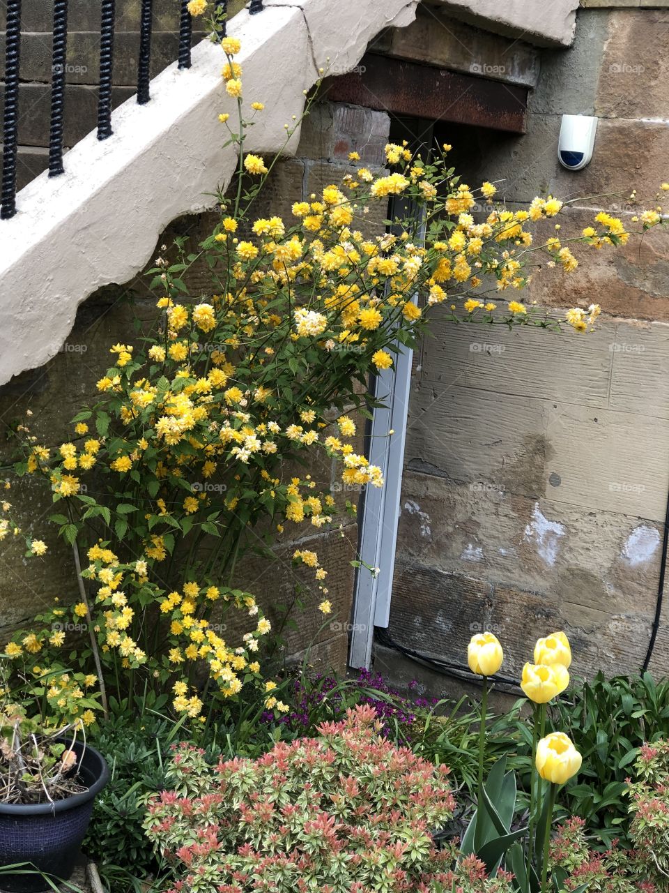 Yellow garden in spring
