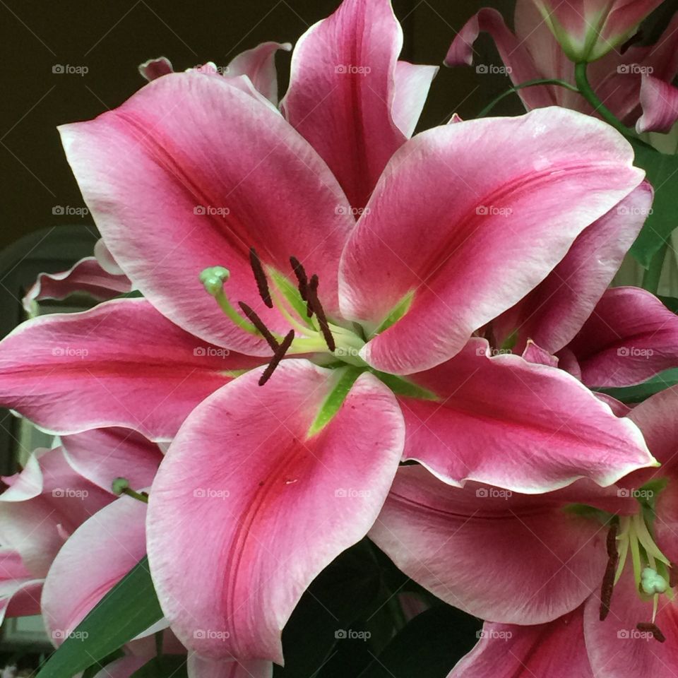 High angle view of pink lily