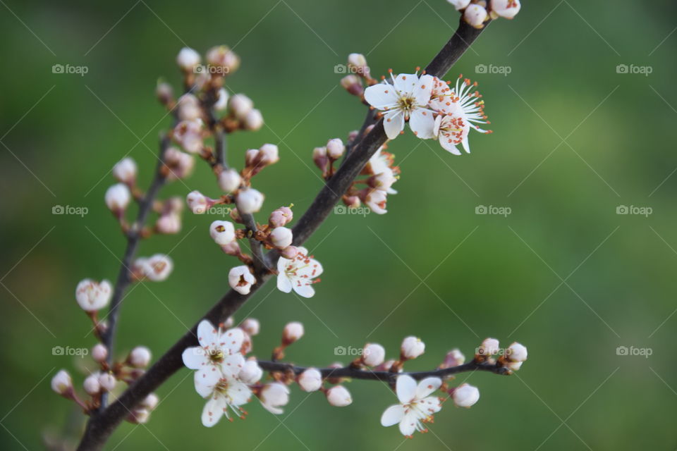 Spring time and flowering branch