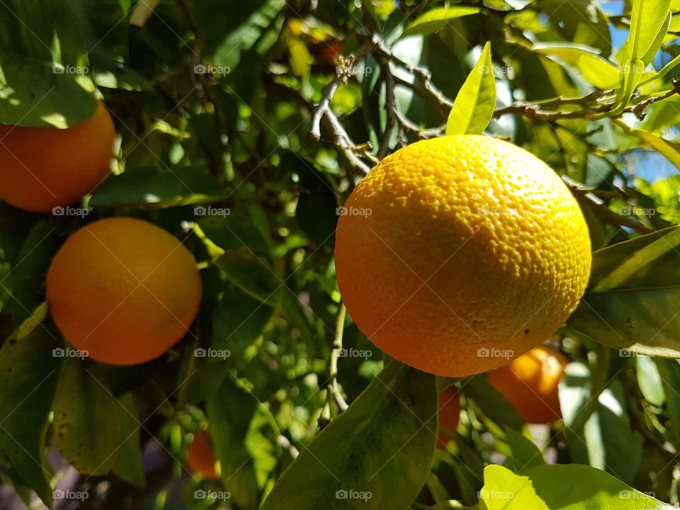 Orange Tree