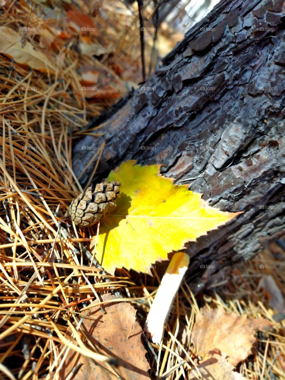 Pine cone, fairy forest, silence