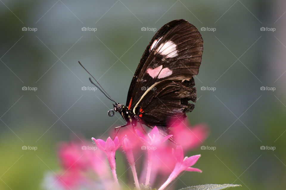 Butterfly on pink spring flower blossoms 