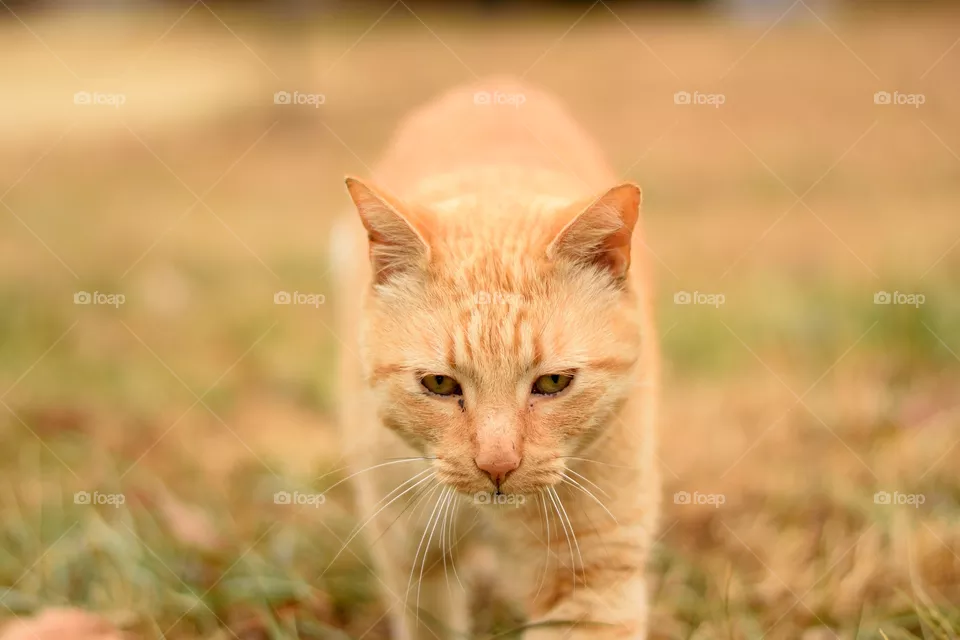 leo